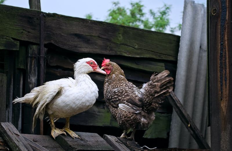 Can Chickens and Ducks Live Together? - Backyard Poultry