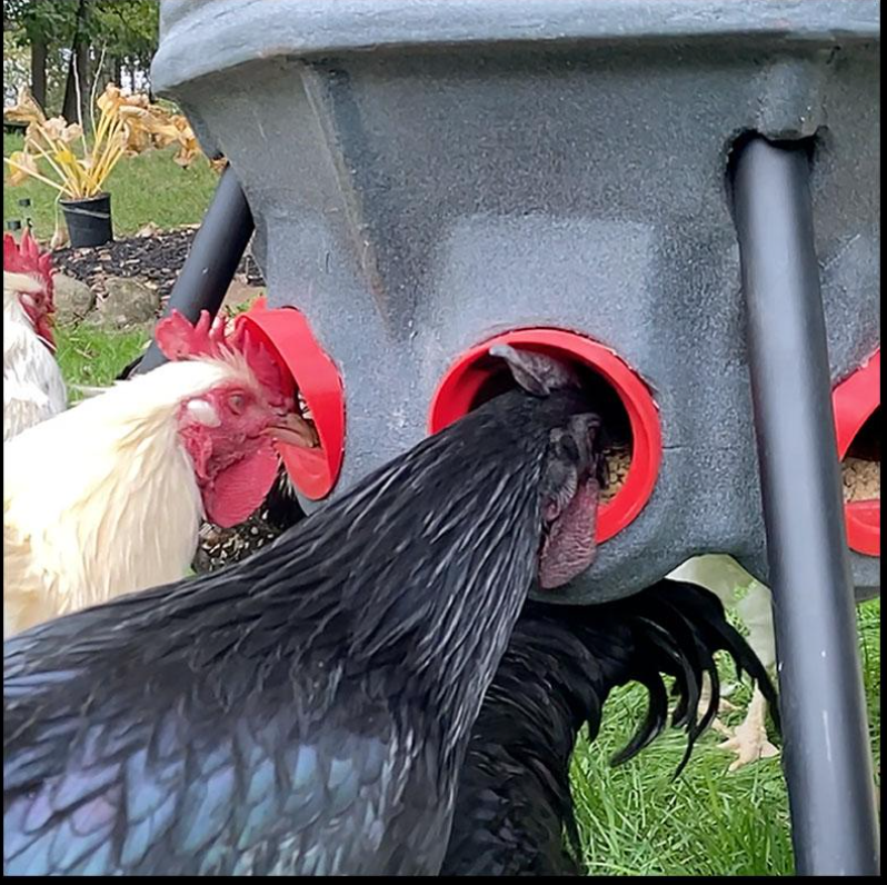 Coopworx Silo Feeder