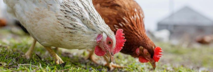 Rethinking Molting and Molt Nutrition