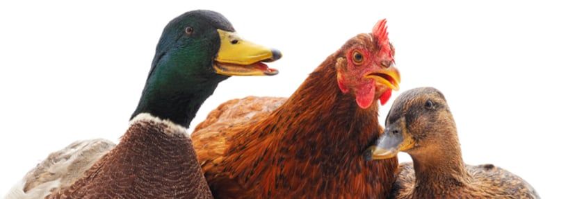 Chickens and Ducks—Together?