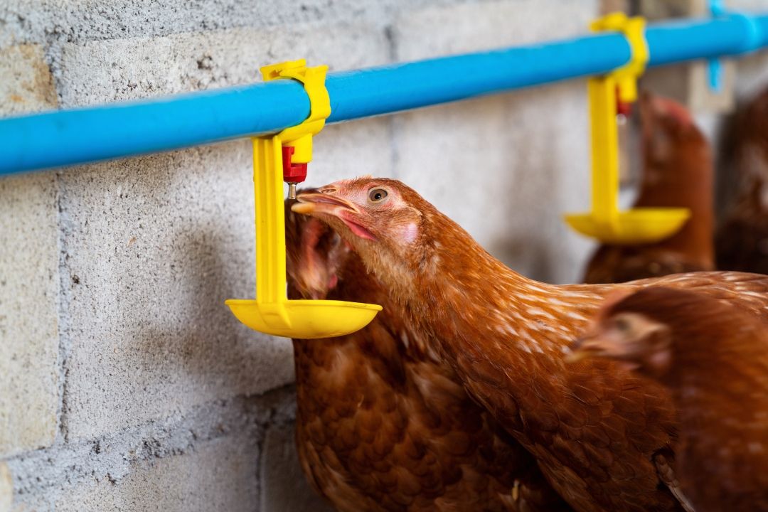 Hens Need Hydration, Too