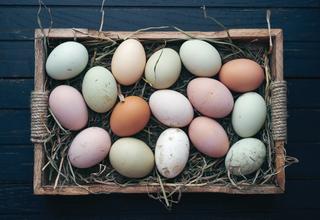 Unveiling the Egg Rainbow