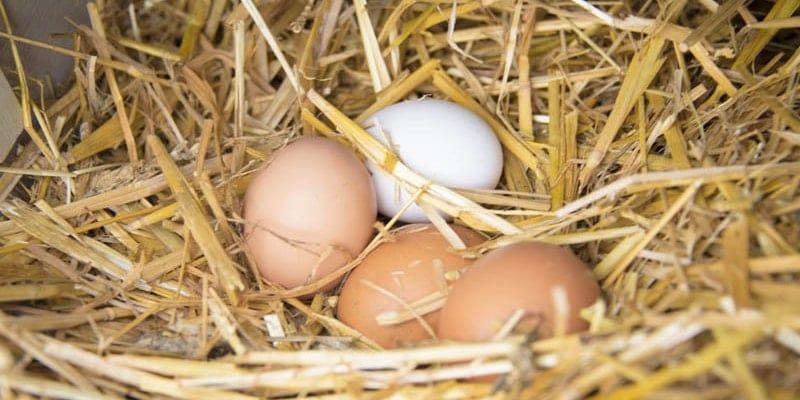 Firm Foundations - Bedding management for backyard chicken flocks