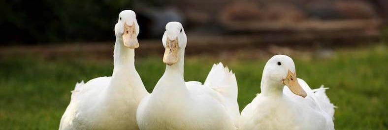 Which Duck Breed is Best for You?