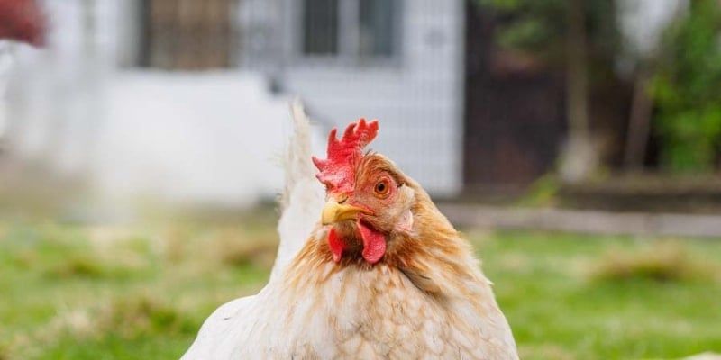 Keeping It Cool- Methods to Help Your Chickens Through Sweltering Summer Heat