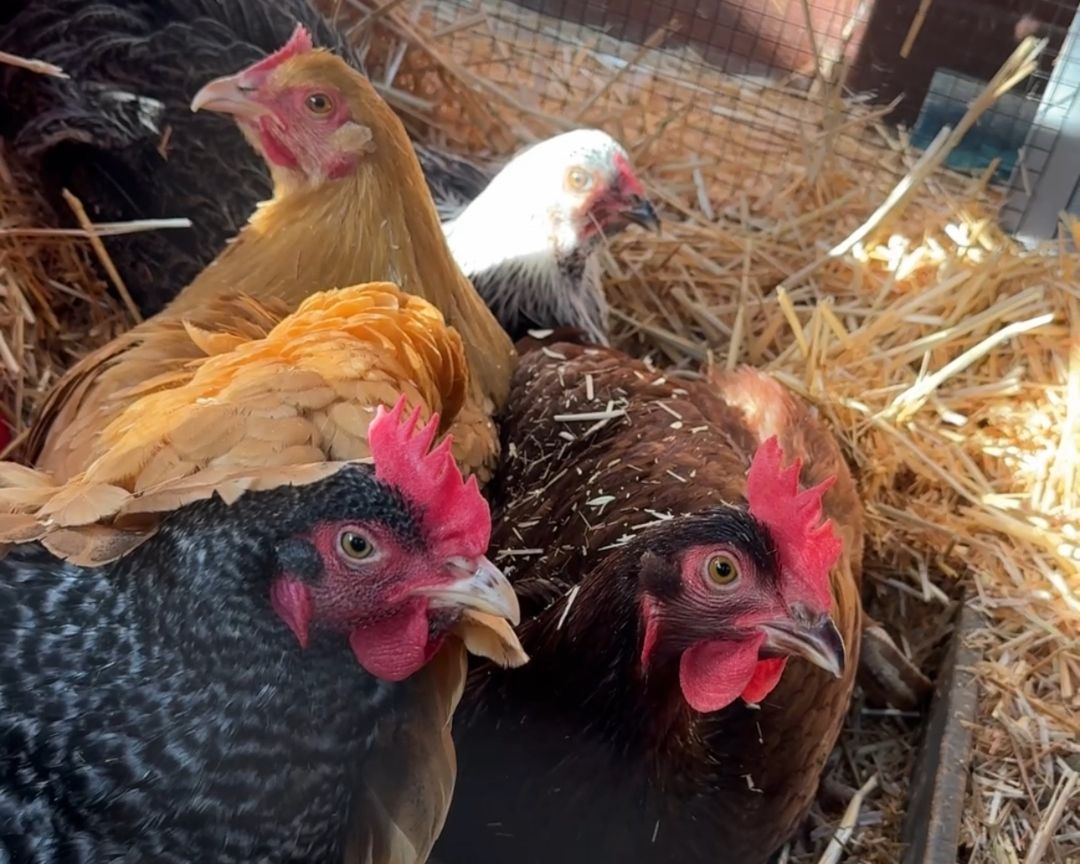 Happy Hens, Happy Life