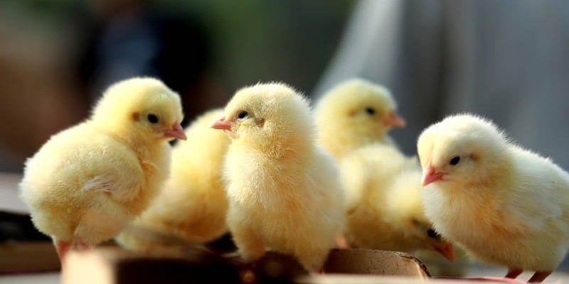 Understanding Failure to Thrive in Baby Chicks