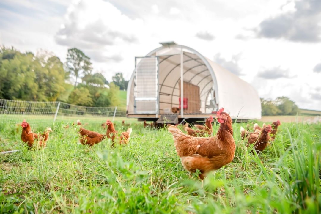 How Chickens Are Becoming the Gateway to Modern Homesteading