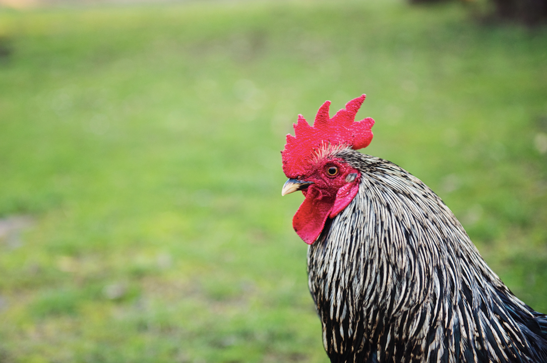 Rooster Spurs: What They Are And What To Do With Them • Insteading