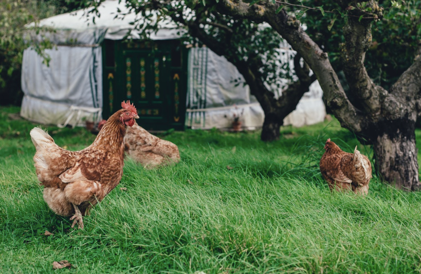 Embrace Environmental Stewardship With Backyard Chickens