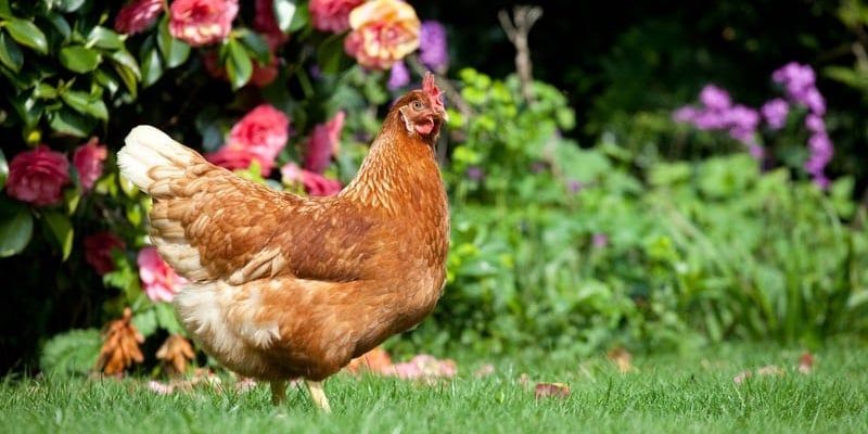 Practice Makes Perfect - Backyard biosecurity critical to flock health