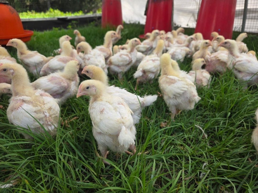 Raising Pastured Poultry for Beginners