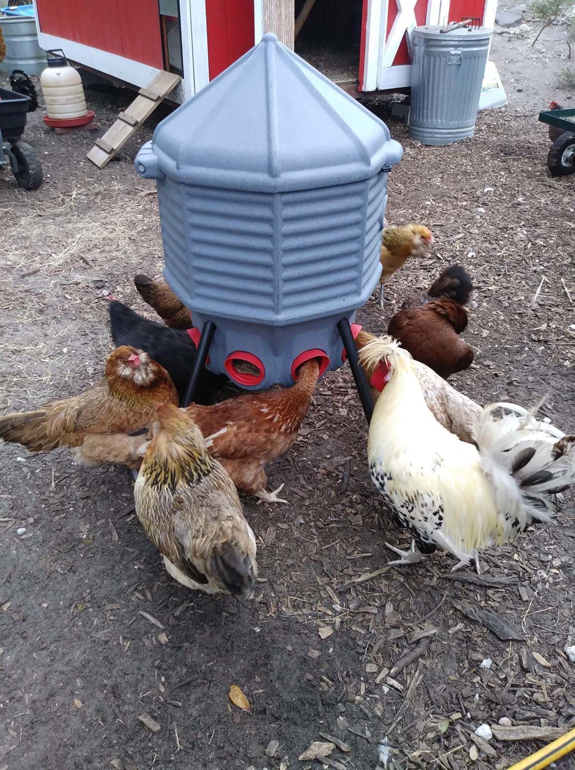 Pet barn chicken feeder sale