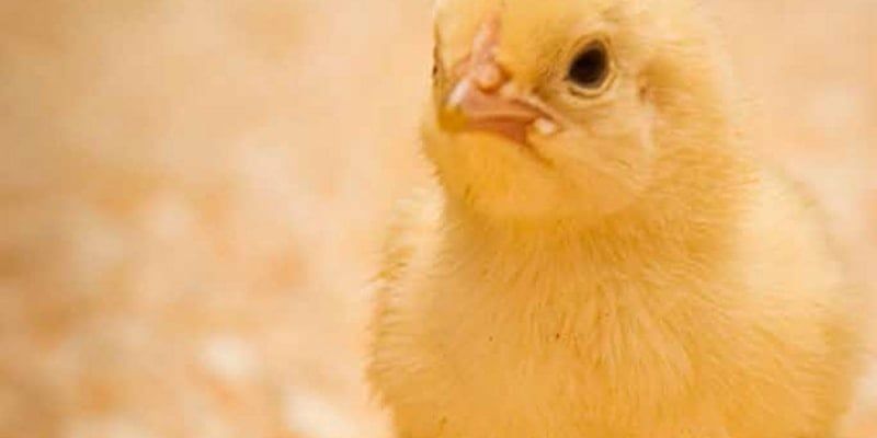 Brooder Basics: Buy or build your own