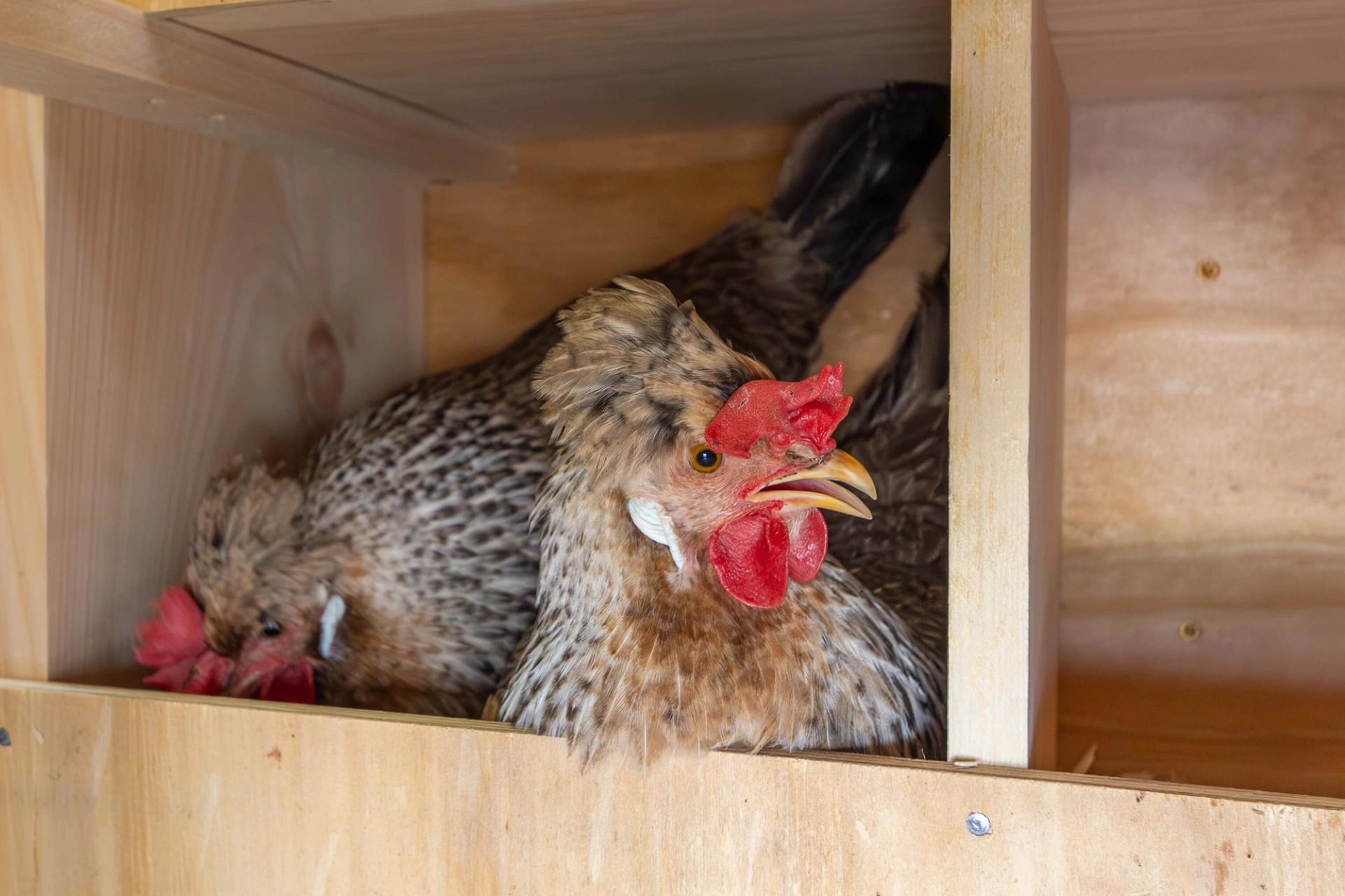 Protecting Your Flock: At What Temperature Do Chickens Get Frostbite?