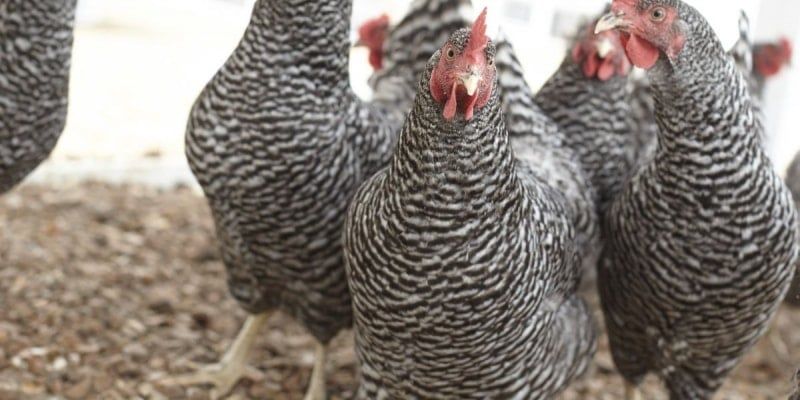 3 Steps to a Peaceful Backyard Chicken Flock