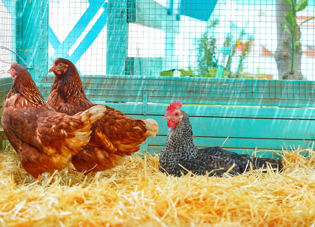 Poultry Care From Frost to Spring