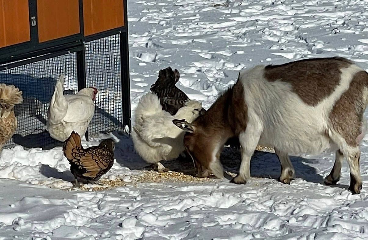 The Winter Flock Menu