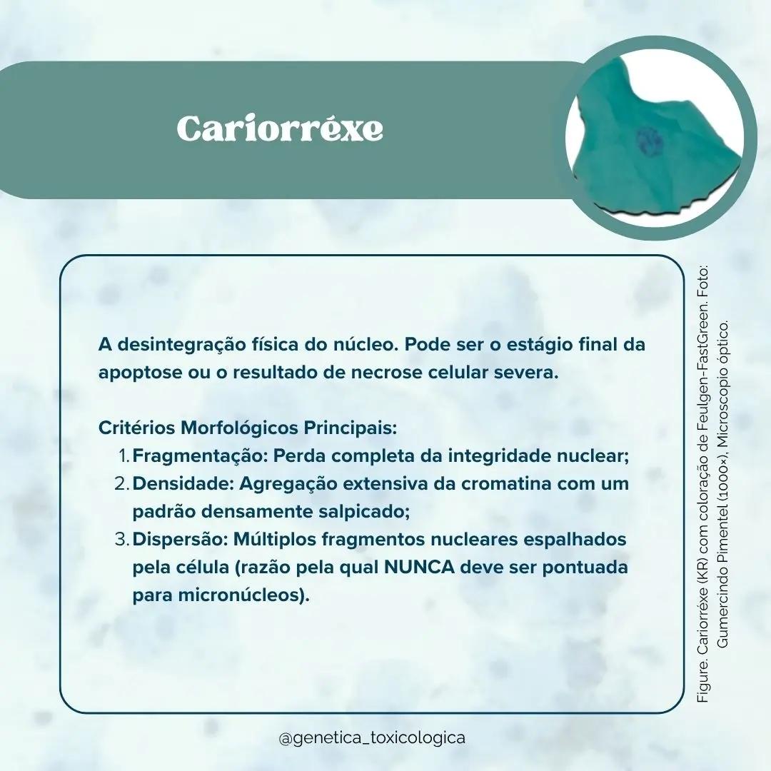 Tipos celulares encontrados na mucosa oral - 6