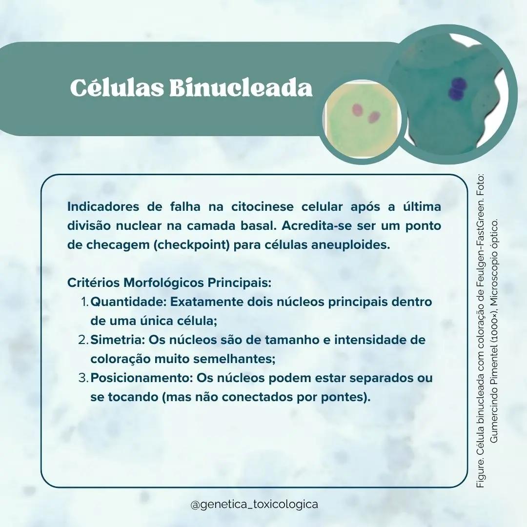 Tipos celulares encontrados na mucosa oral - 11