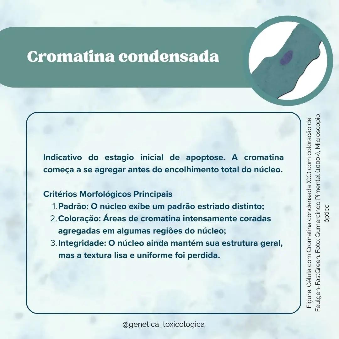 Tipos celulares encontrados na mucosa oral - 5
