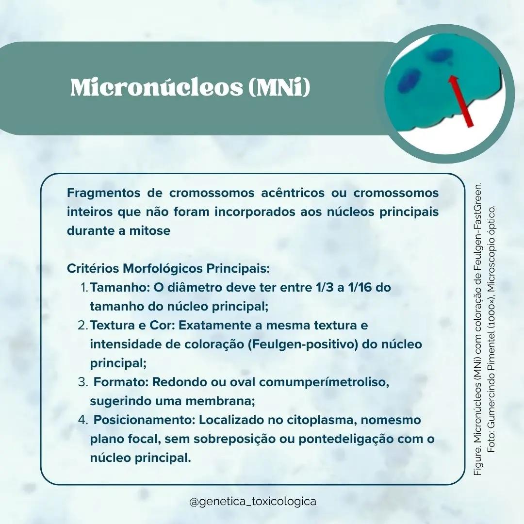 Tipos celulares encontrados na mucosa oral - 9