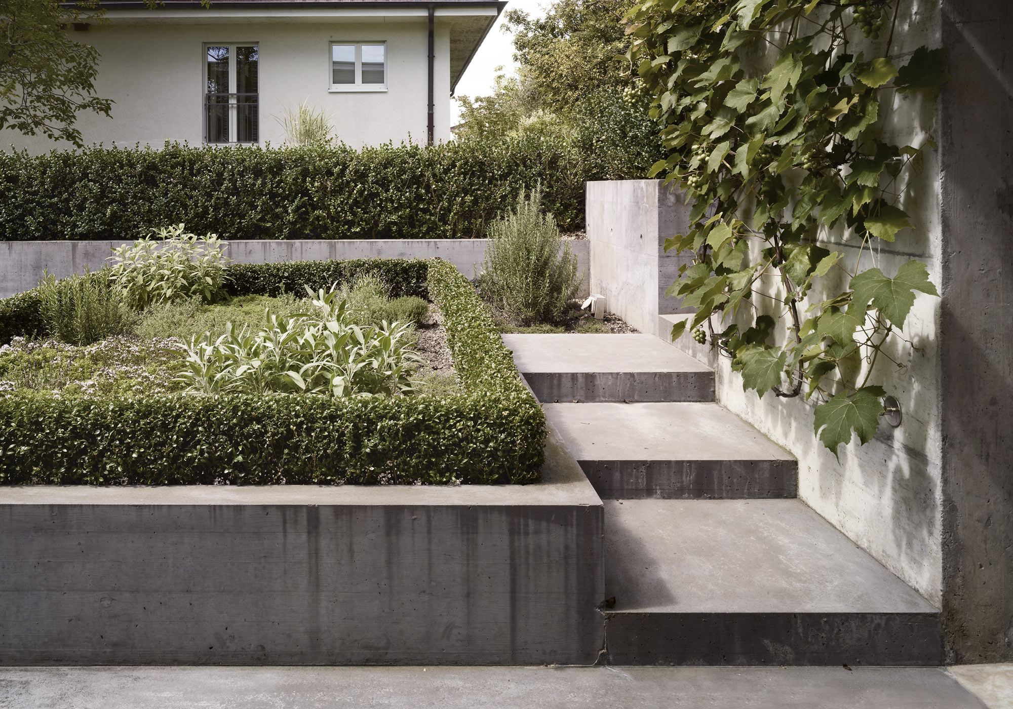 Concrete garden steps with herb beds – Interiors and landscape, Uitikon