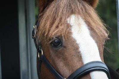 Norges Rytterforbund / Kunnskapsbiblioteket / hest
