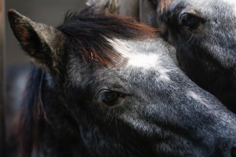 hest / Norges Rytterforbund