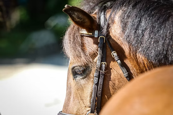 Norges Rytterforbund / Rideskolekonferansen