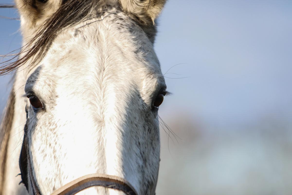 hest / Norges Rytterforbund