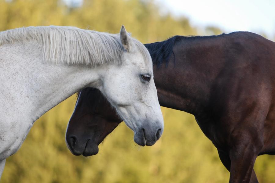 hest / Norges Rytterforbund