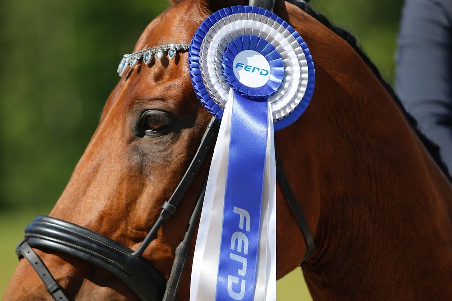 hest / Norges Rytterforbund/ FERD