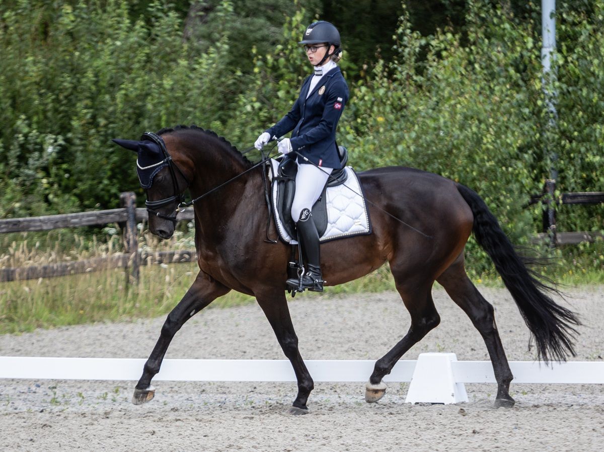 hest / Norges Rytterforbund / paradressur