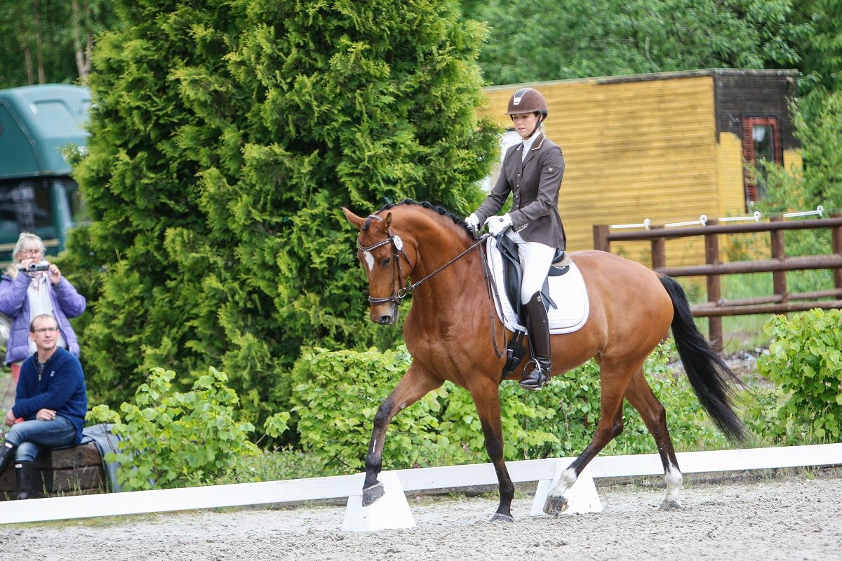 hest / Norges Rytterforbund