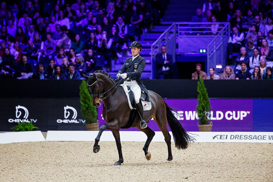 dressur hest øket trav