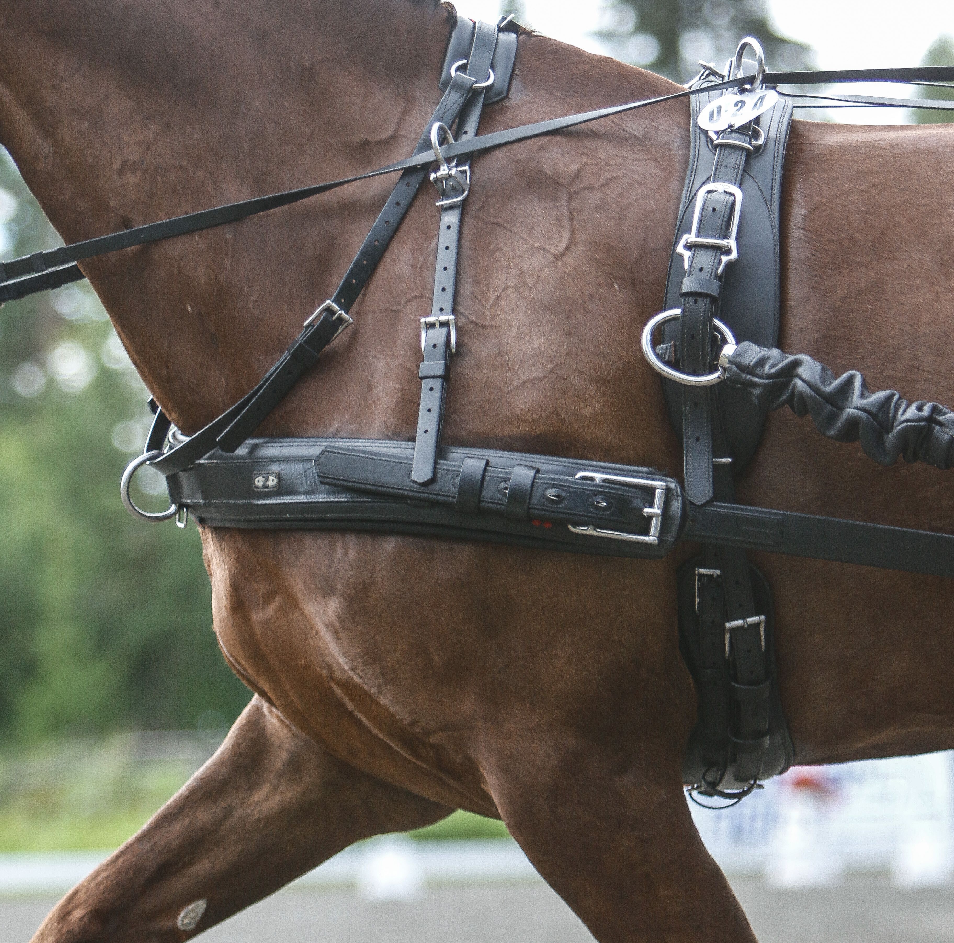 hest / Norges Rytterforbund