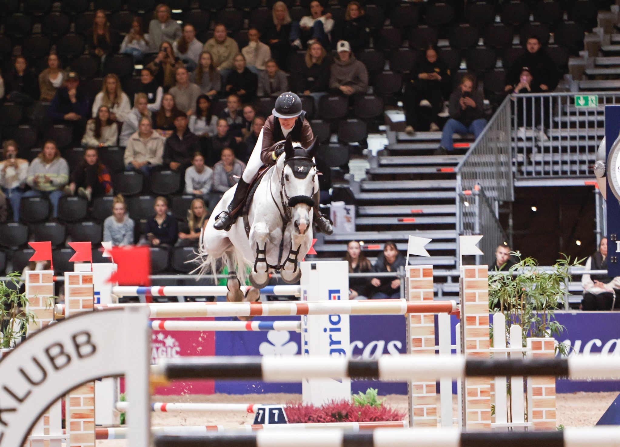 hest / Norges Rytterforbund / Jenny Krogsæter