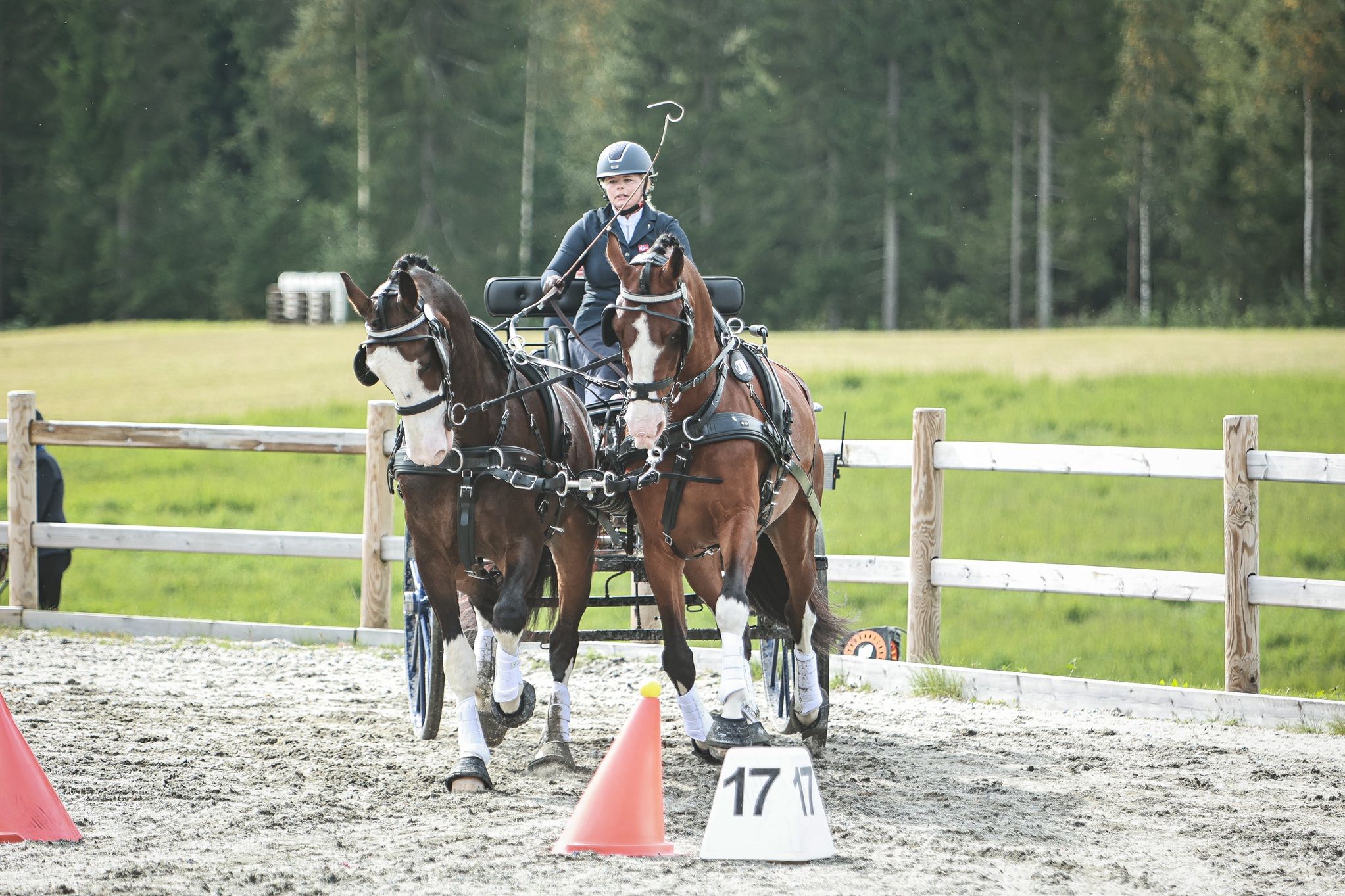 hest / Norges Rytterforbund / Maria Henriksson