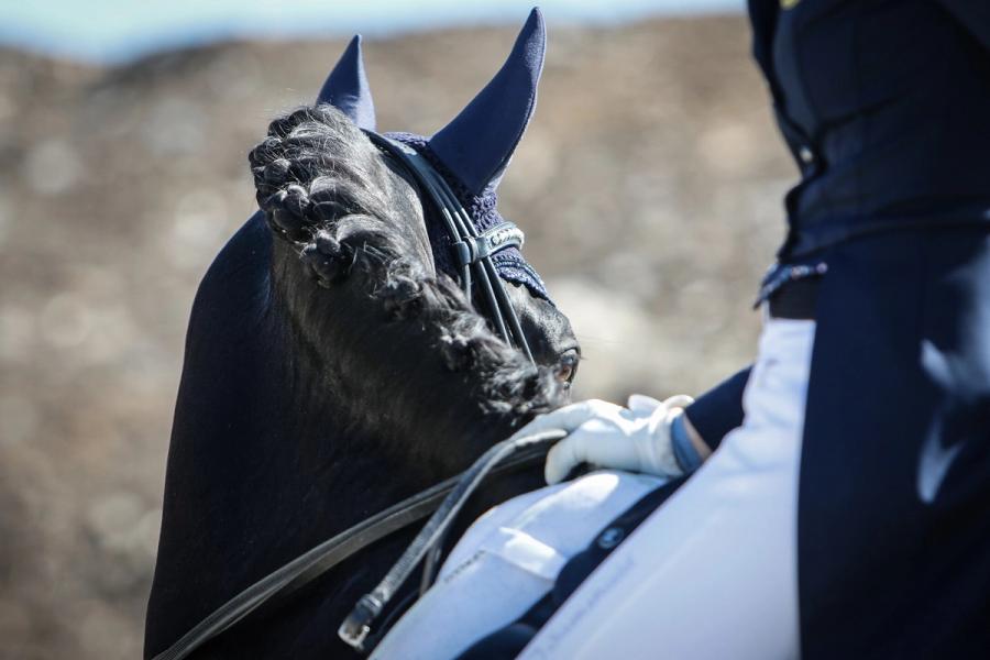 hest / Norges Rytterforbund