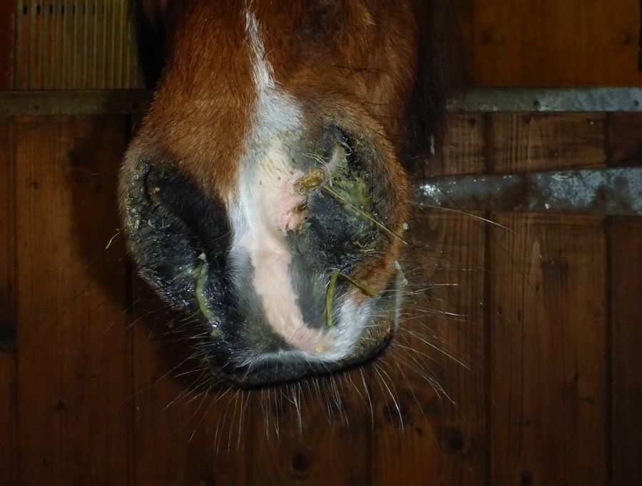 hest / Norges Rytterforbund / kverke