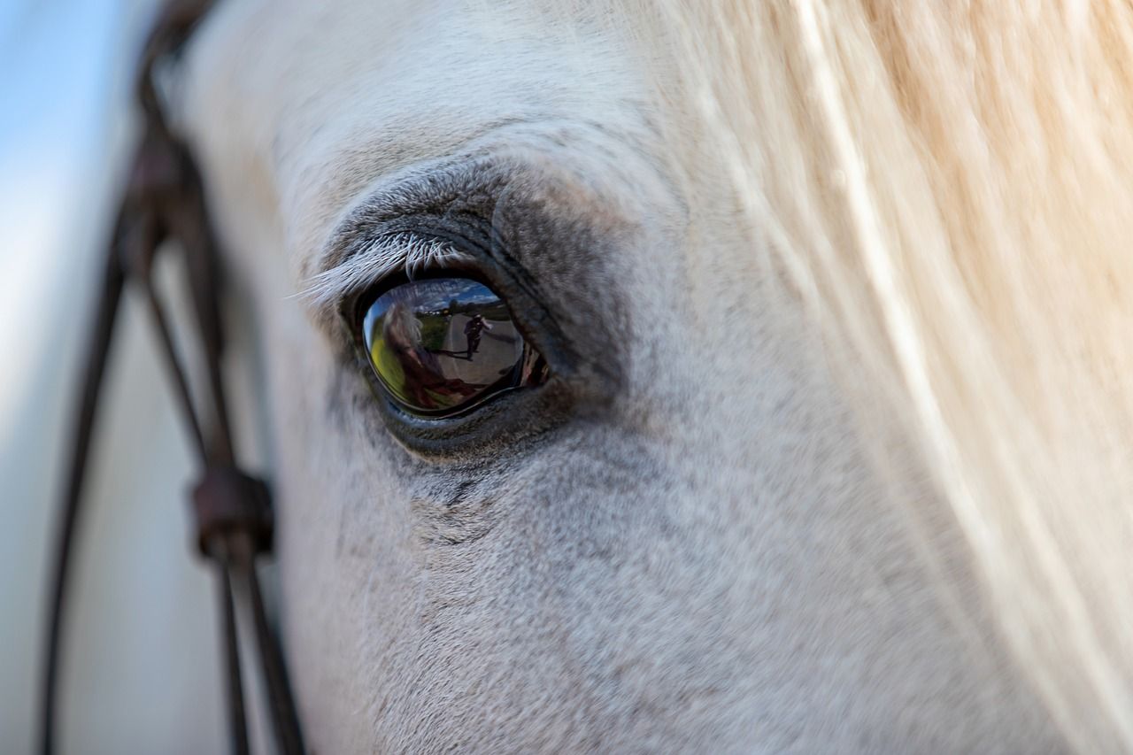 hest / Norges Rytterforbund