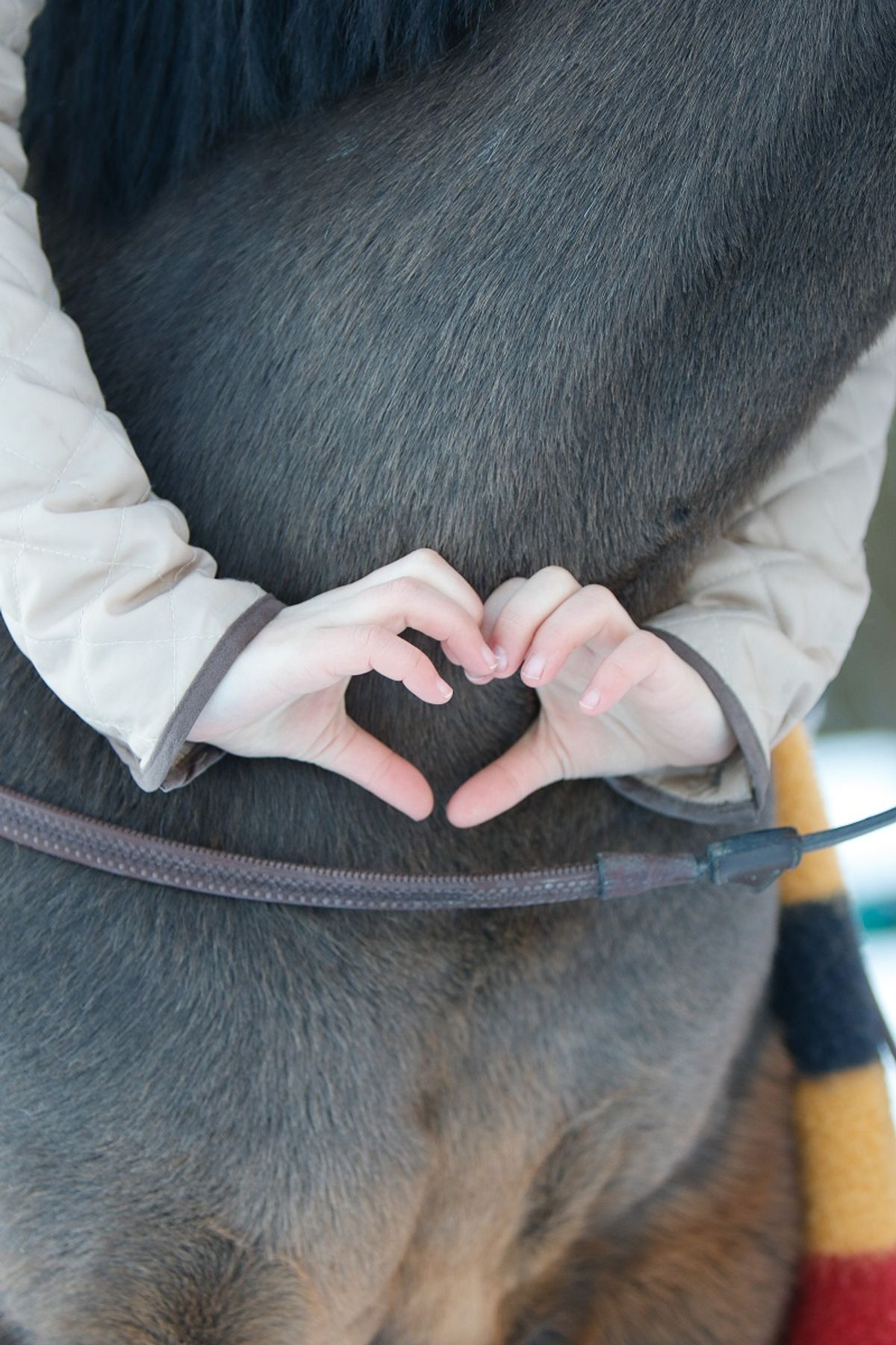 hest / Norges Rytterforbund