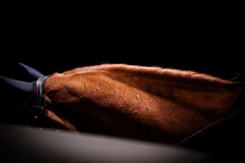 hest / Norges Rytterforbund