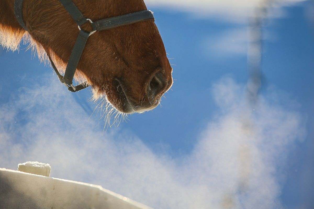 hest / Norges Rytterforbund / EHV-1 / virusabort