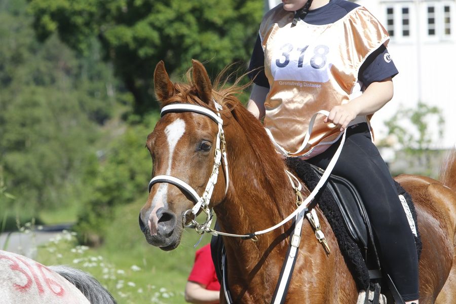 hest / Norges Rytterforbund