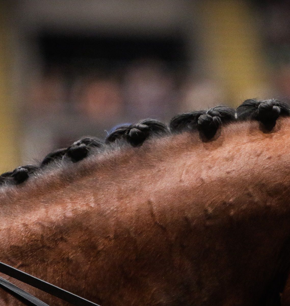 Trøndelag Rytterkrets / Norges Rytterforbund