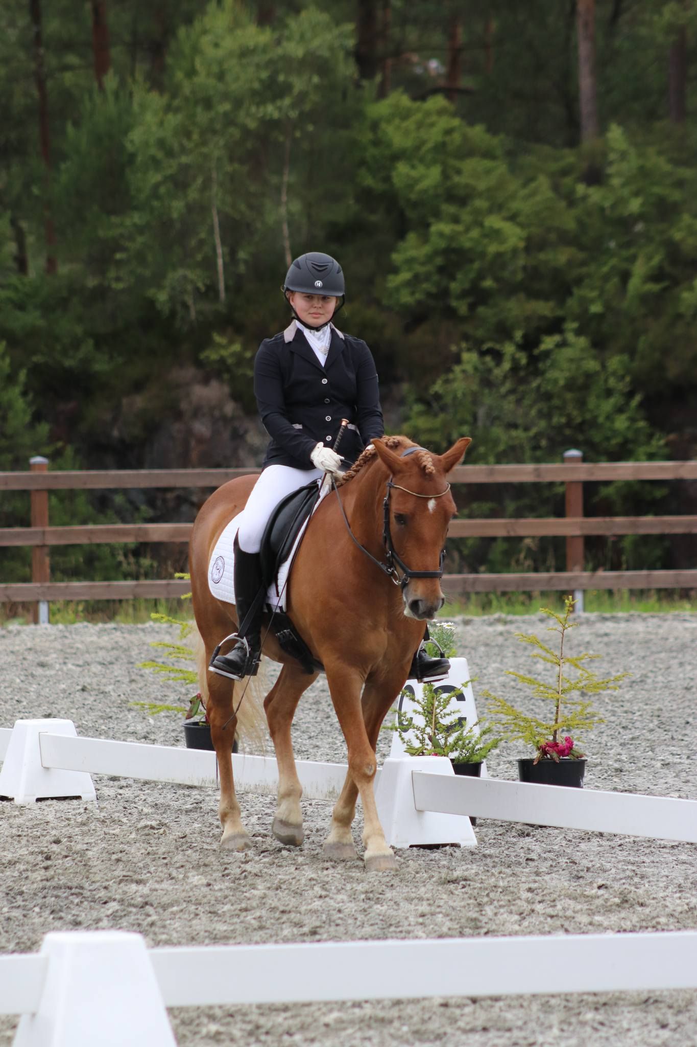 hest / Norges Rytterforbund