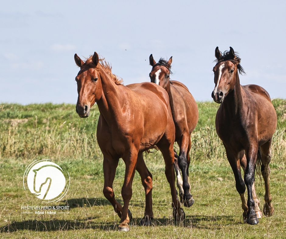 hest / Norges Rytterforbund / Hestevelferd for alle 