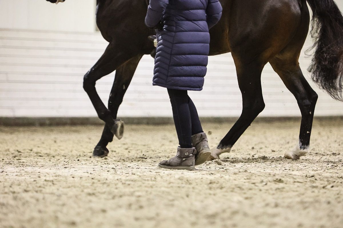 hest / Norges Rytterforbund / trener